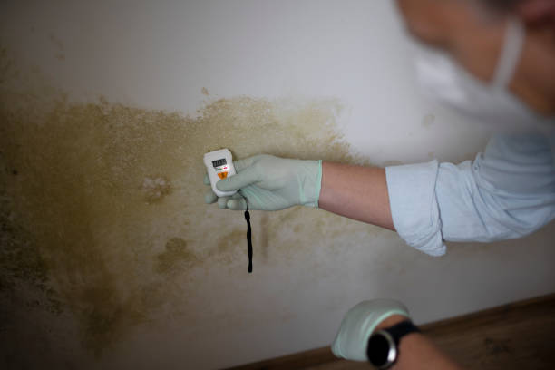 Best Residential Mold Removal  in Kalona, IA