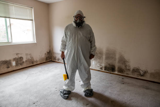 Best Mold Removal and Inspection  in Kalona, IA