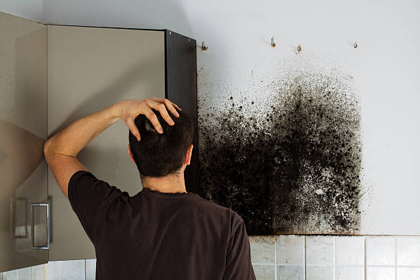 Best Mold Cleaning Services  in Kalona, IA