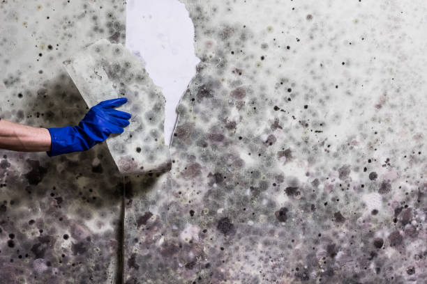 Best Same-Day Mold Removal  in Kalona, IA