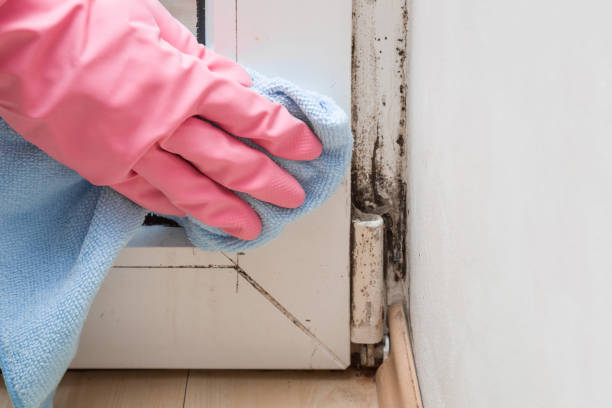 Best Office Mold Removal Services  in Kalona, IA